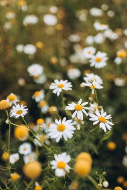 Blooming Wild Flowers Matricaria Chamomilla Or Matricaria Recutita. Wild Chamomile In Summer Meadow.