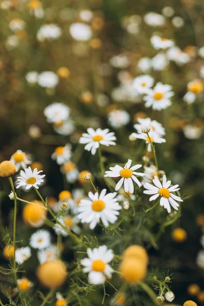 Blooming Wild Flowers Matricaria Chamomilla Or Matricaria Recutita. Wild Chamomile In Summer Meadow.