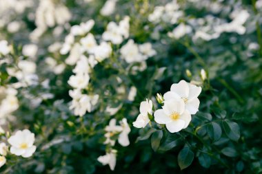 White rose flowers on the rose bush in the garden in summer, green soft background