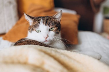 Gri kedili beyaz evde yatakta uzanıyor, ev konforu, kapalı alanda. Cope alanı. Evcil hayvanları benimse