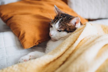 Gri kedili beyaz evde yatakta uzanıyor, ev konforu, kapalı alanda. Cope alanı. Evcil hayvanları benimse