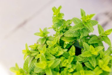 Yeşil Darphane arka planda kalır. Bitki bahçesindeki bir saksıda nane şekeri yetişiyor. Çay malzemesi. Ekoloji organik doğal kavram