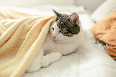 Gri kedili beyaz evde yatakta uzanıyor, ev konforu, kapalı alanda. Cope alanı. Evcil hayvanları benimse