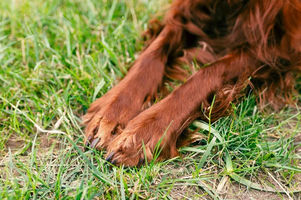 Dogs muddy paws. The dog is resting in nature. Irish Setter dog sitting in grass outdoors.