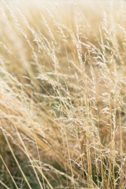 Yumuşak bitkilerin soyut doğal arkaplanı Cortaderia selloana. Pampas otları bulanık bir bokeh, kuru sazlıklar boho stili. Uzun otların kabarık kökleri