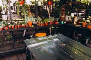 Yemek odasındaki boş yemek masası. Bir kahve dükkanına saksı bitkisi yerleştirilmiş. Restoran manzaralı ahşap masa.