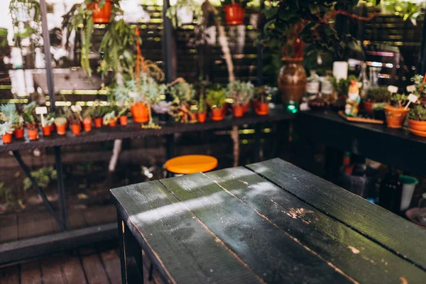 Empty Diner table in dining room. Potted plants placed at a coffee shop. Rustic wooden table with a view of restaurant backdrop