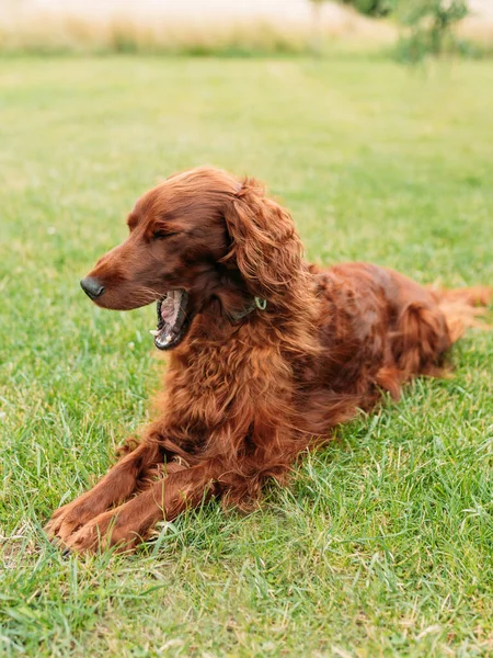 Funny lazy happy pet dog yawning, Beautiful Irish red Setter resting in the garden grass