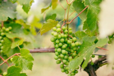 Üzüm asmalarında yetişen yeşil üzümler. Dalda sallanan üzümlere yakın durun. Üzüm asmak. Üzüm yetiştiriciliği. Şarap yapan afiş