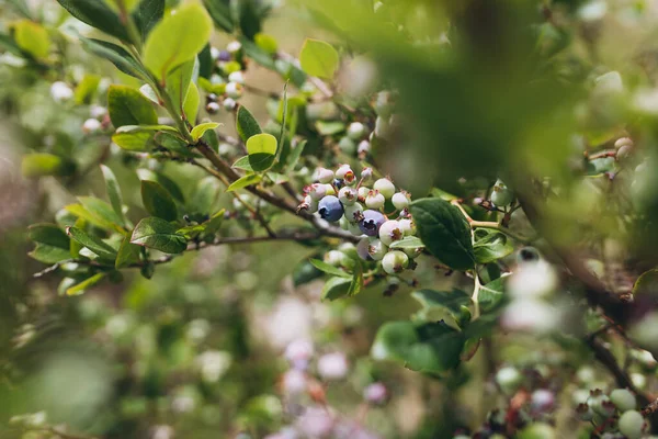 自然の背景に茂みの上に熟していないブルーベリー バイオファームで栽培されたブルーベリーのプランテーション — ストック写真