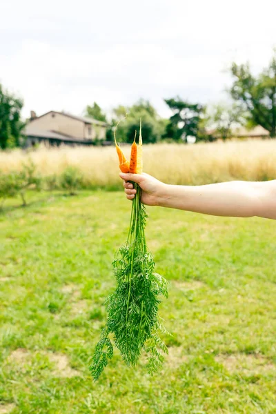 Carrot in the hand. Big one fresh orange carrot in a female hand on a background of the garden. Agriculture concept, gardening, growing vegetables.