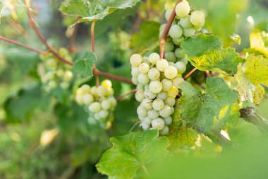 Üzüm asmalarında yetişen yeşil üzümler. Dalda sallanan üzümlere yakın durun. Üzüm asmak. Üzüm yetiştiriciliği. Şarap yapma konsepti.