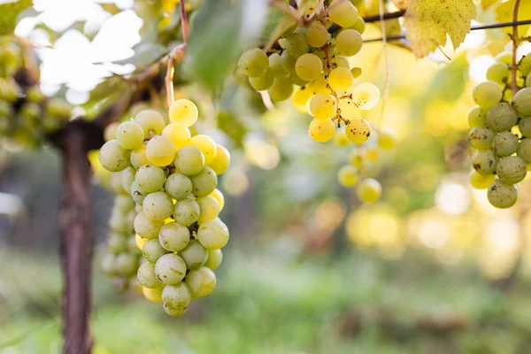 Raisins Verts Poussant Sur Les Vignes Gros Plan Raisins Suspendus — Photo