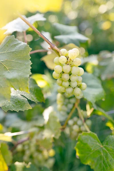 Raisins Verts Poussant Sur Les Vignes Gros Plan Raisins Suspendus — Photo