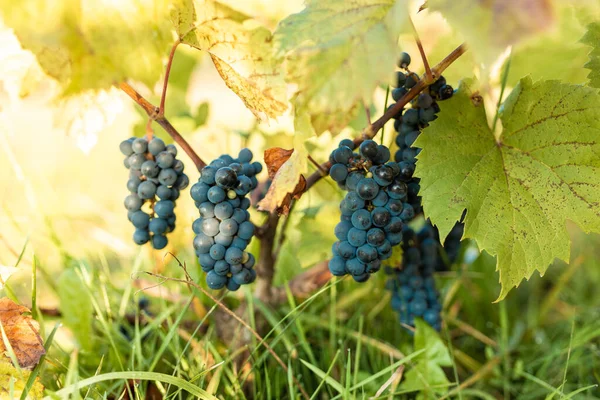 Raisins Pour Fabrication Vin Rouge Dans Caisse Récolte Raisins Bleus — Photo