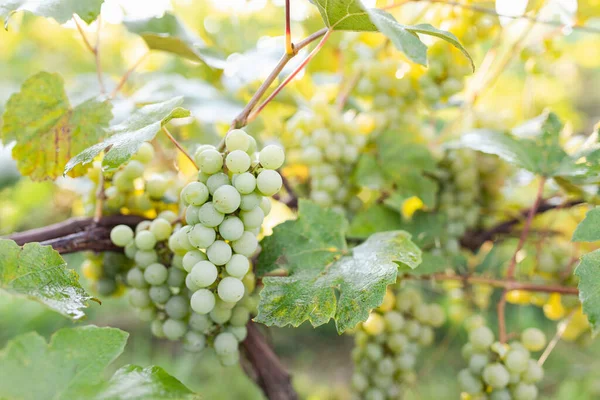 Raisins Verts Poussant Sur Les Vignes Gros Plan Raisins Suspendus — Photo