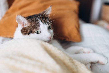 Gri kedili beyaz evde yatakta uzanıyor, ev konforu, kapalı alanda. Cope alanı. Evcil hayvanları benimse