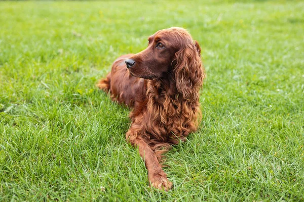 Beau Chien Irlandais Setter Heureux Est Couché Dans Herbe Sur — Photo