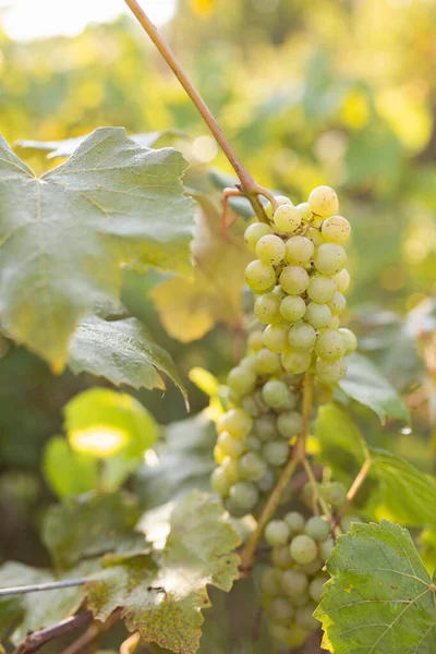 Raisins Verts Poussant Sur Les Vignes Gros Plan Raisins Suspendus — Photo