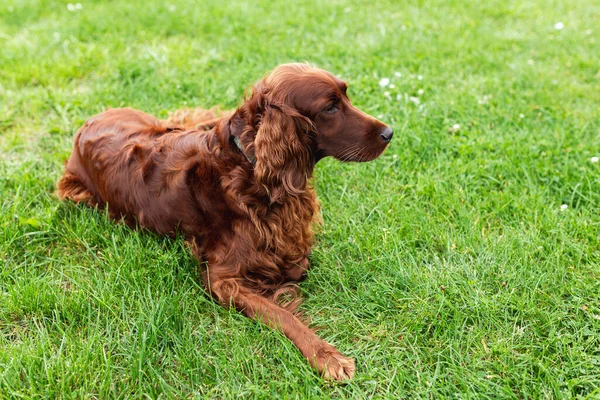 Schöne Glückliche Irish Setter Hund Liegt Gras Einem Schönen Sommertag — Stockfoto