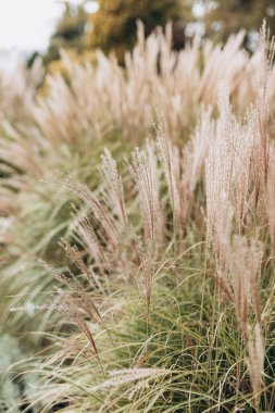 Yumuşak bitkilerin soyut doğal arkaplanı Cortaderia selloana. Pampas otları bulanık bir bokeh, kuru sazlıklar boho stili. Uzun otların kabarık kökleri