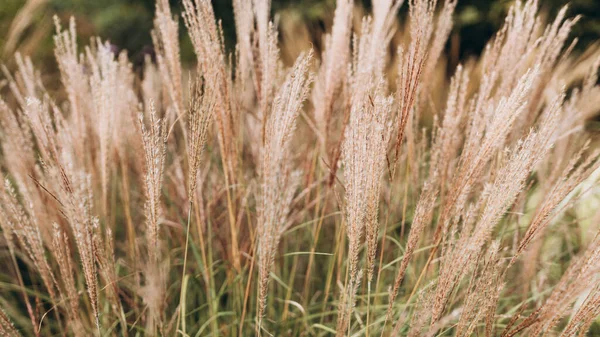 軟質植物の自然背景コルタデリア セローナ ぼやけたボケのパンパス草 ドライ葦Bohoスタイル 背の高い草のふわふわの茎 — ストック写真