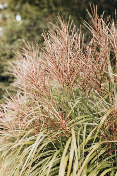 Abstracte Natuurlijke Achtergrond Van Zachte Planten Cortaderia Selloana Pampas Gras — Stockfoto
