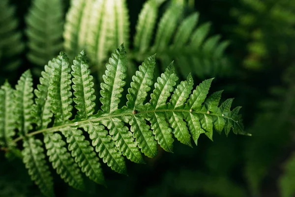 양치식물 양치식물의 잎으로 만들어 아름다운 — 스톡 사진