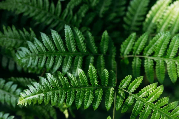 Natuurlijke Groene Varen Het Bos Prachtige Natuur Achtergrond Gemaakt Met — Stockfoto