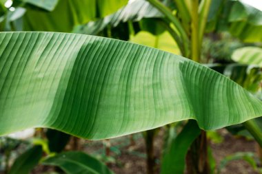 Yığılmış yeşil muz yaprağı gövdesi, bahçede tropikal yaprak dokusu, soyut doğa arka planı.