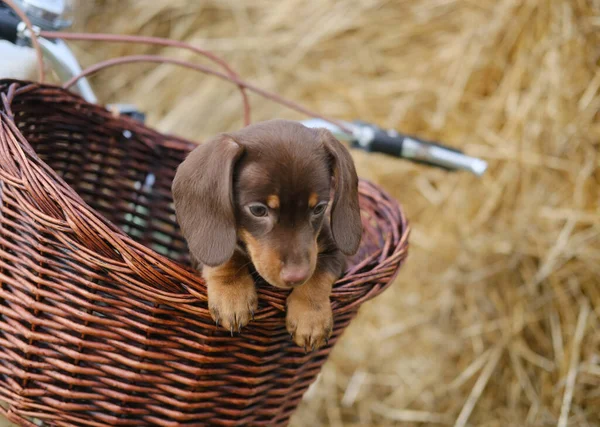 Lindo Cachorro Dachshund Color Café Una Canasta Mimbre Una Bicicleta — Foto de Stock