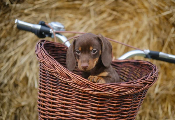 Lindo Cachorro Dachshund Color Café Una Canasta Mimbre Una Bicicleta — Foto de Stock