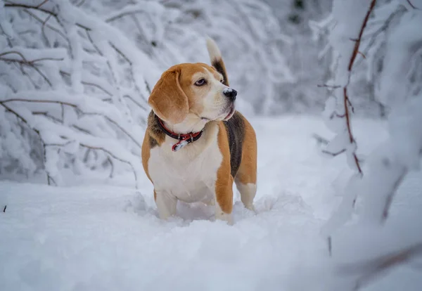 Портрет Охотничьей Собаки Прогулки Снежном Зимнем Парке — стоковое фото