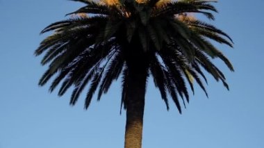 Mavi gökyüzünün altında Hindistan cevizi palmiyelerinin Yavaş Hareketi