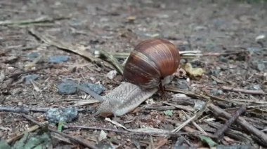 Şehir parkında salyangoz. Ukrayna Doğu Avrupa