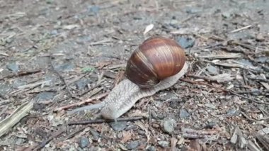 Şehir parkında salyangoz. Ukrayna Doğu Avrupa