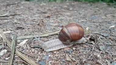 Şehir parkında salyangoz. Ukrayna Doğu Avrupa