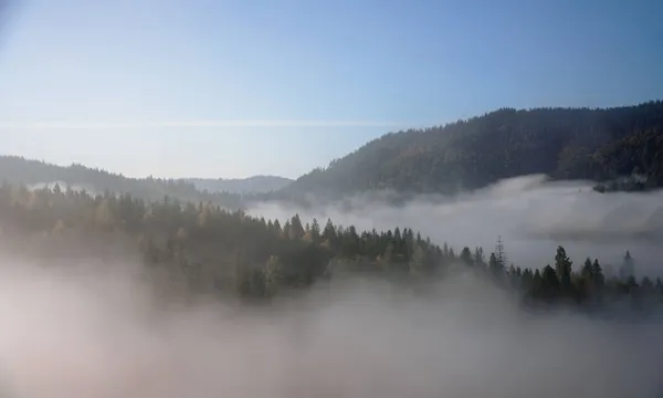 Luchtfoto van mist heeft betrekking op dennenbossen op de Karpaten in Oekraïne — Stockfoto