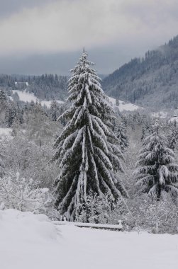 Ukrayna 'daki Karpat dağlarında karla kaplı güzel çam ağacı