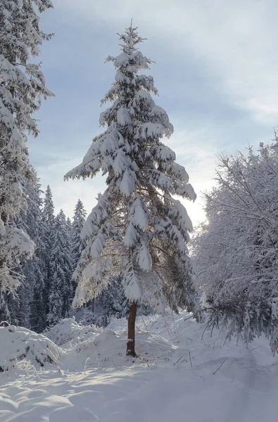 Снежная Красивая Елка Солнечном Лесу — стоковое фото