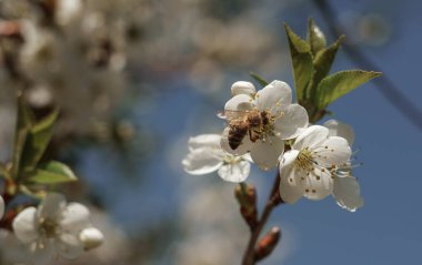 Arıya yaklaş ve elma ağacından polen topla. Kopya alanı olan.