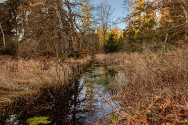 15 Ocak 2022 'de, Zealand, Danimarka' da hala sazlıklar ve çalılıklar arasında akan bir dere.
