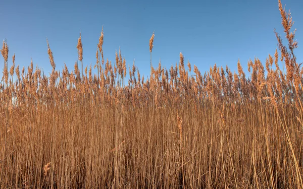 Dry Reeds Sunshine Clear Blue Sky Zealand Denmark January 2022 — Stock Photo, Image