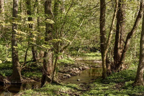Ein Kleiner Bach Der Frühling Noch Durch Einen Grünen Buchenwald — Stockfoto