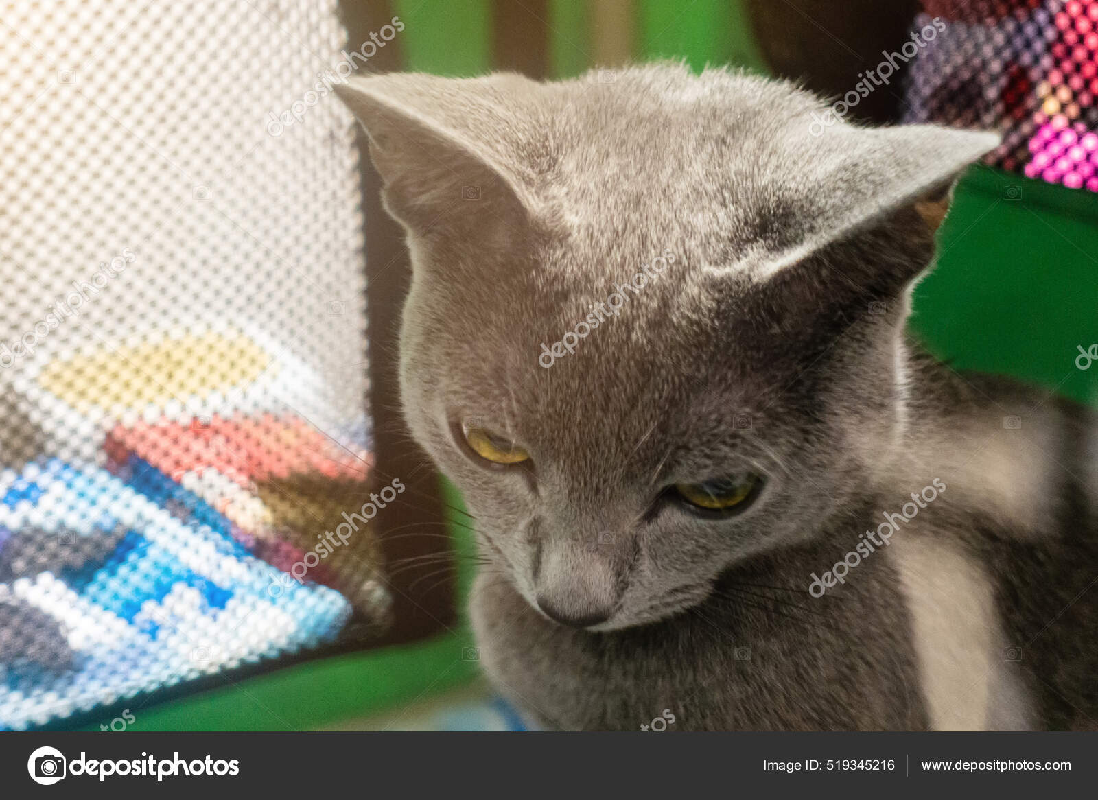 Cat Breed Russian Blue Hair Russian Blue Cat Walking On Lush Stock