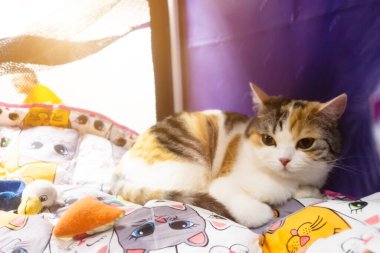 Şirin, tüylü safkan kedi yavrusu portatif bir İngiliz havasında