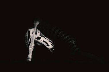 Erkek kılığına girmiş bir boğanın iskeleti..