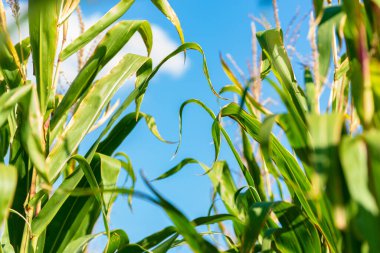 Yeşil mısırların arasında bir tarlada.