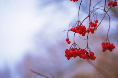 Olgun viburnum 'un kırmızı meyveleri bir dalda.