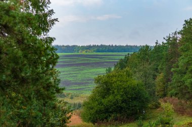 Ormanın ortasında filizlenmiş yeşil otlarla dolu bir tarla..